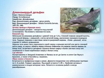 Почему дельфины в красной книге