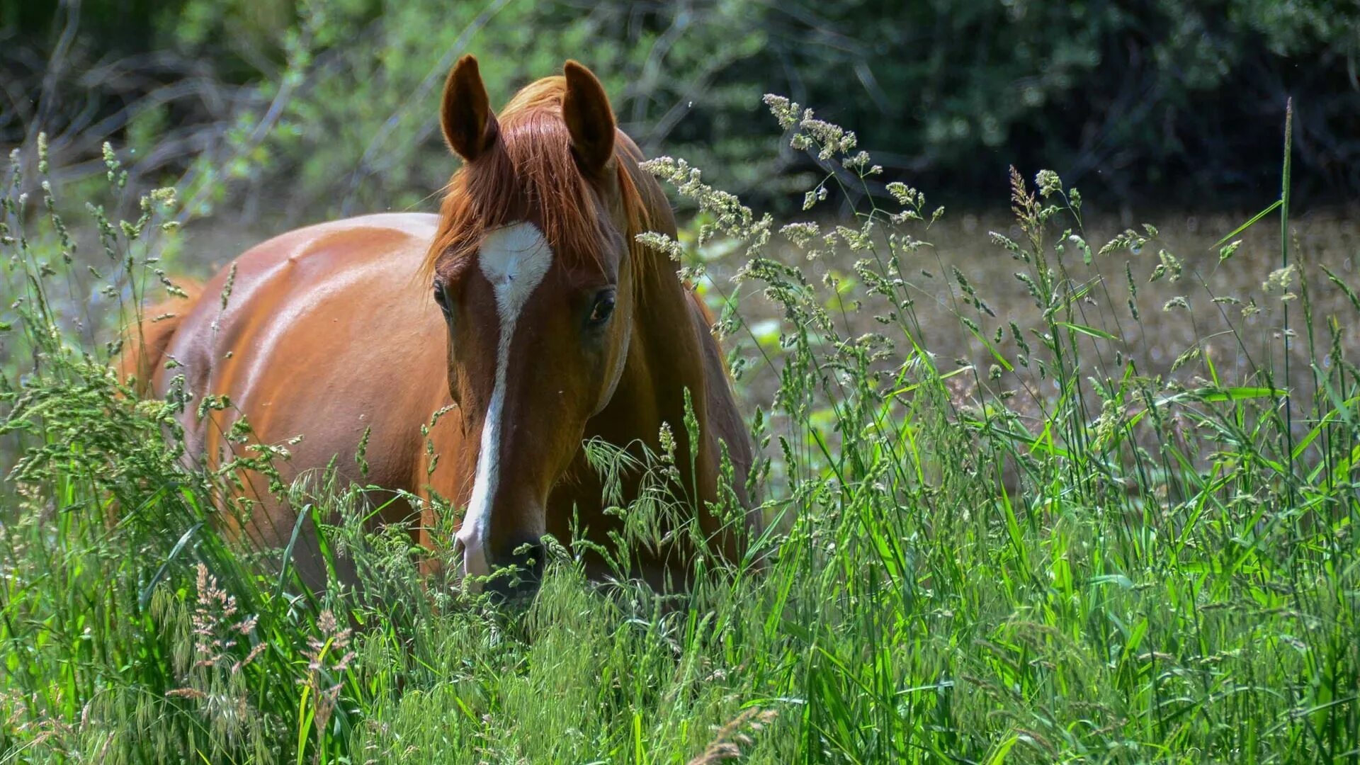 Лошади осенью. Красивые лошади на природе. Лошадь в осеннем лесу. Конь лежит на траве. Обои на рабочий стол лошади на природе.