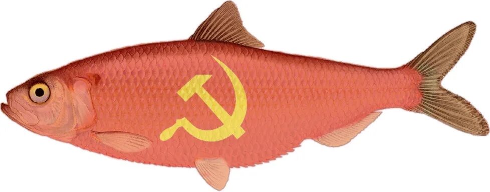 Рыба коммунист. Рыба Пионер. Рыбный коммунизм.