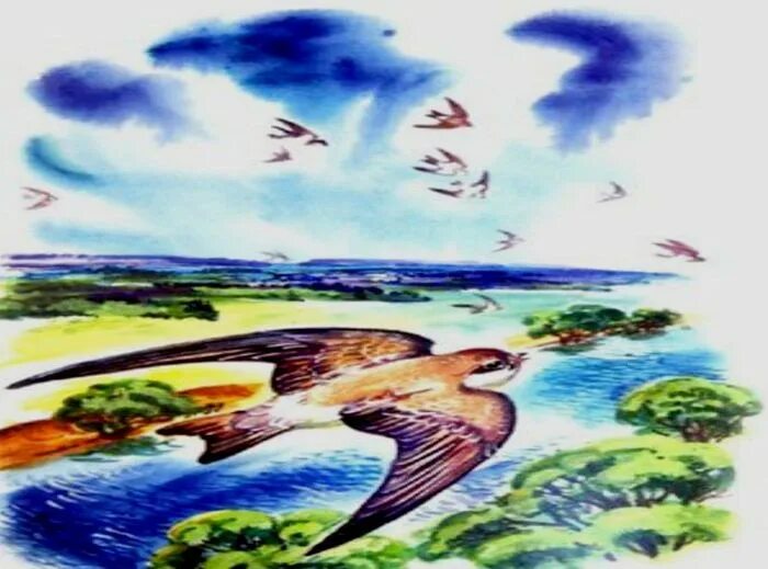 Астафьев стриж скрип. Стрижонок стриж. Стрижонок стриж. Сказка стрижонок. Стрижонок скрип книга.