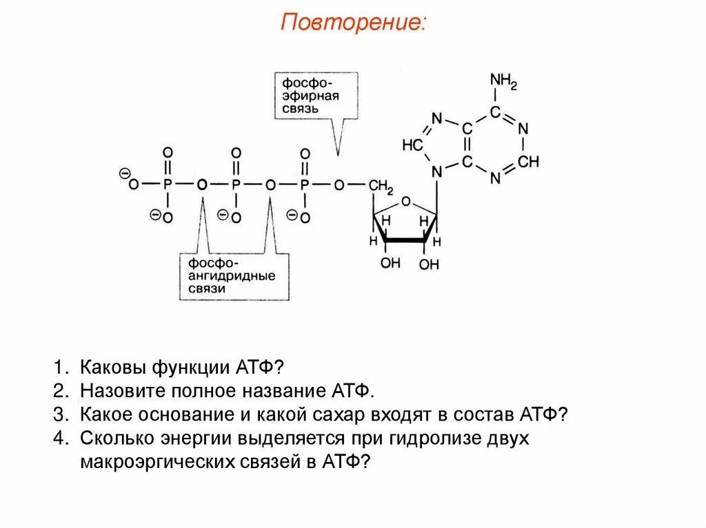 Количество цепей атф. Ангидридная связь в АТФ. Макроэргические связи в АДФ. Формула АТФ макроэргические связи. Макроэргические связи в молекуле АТФ.