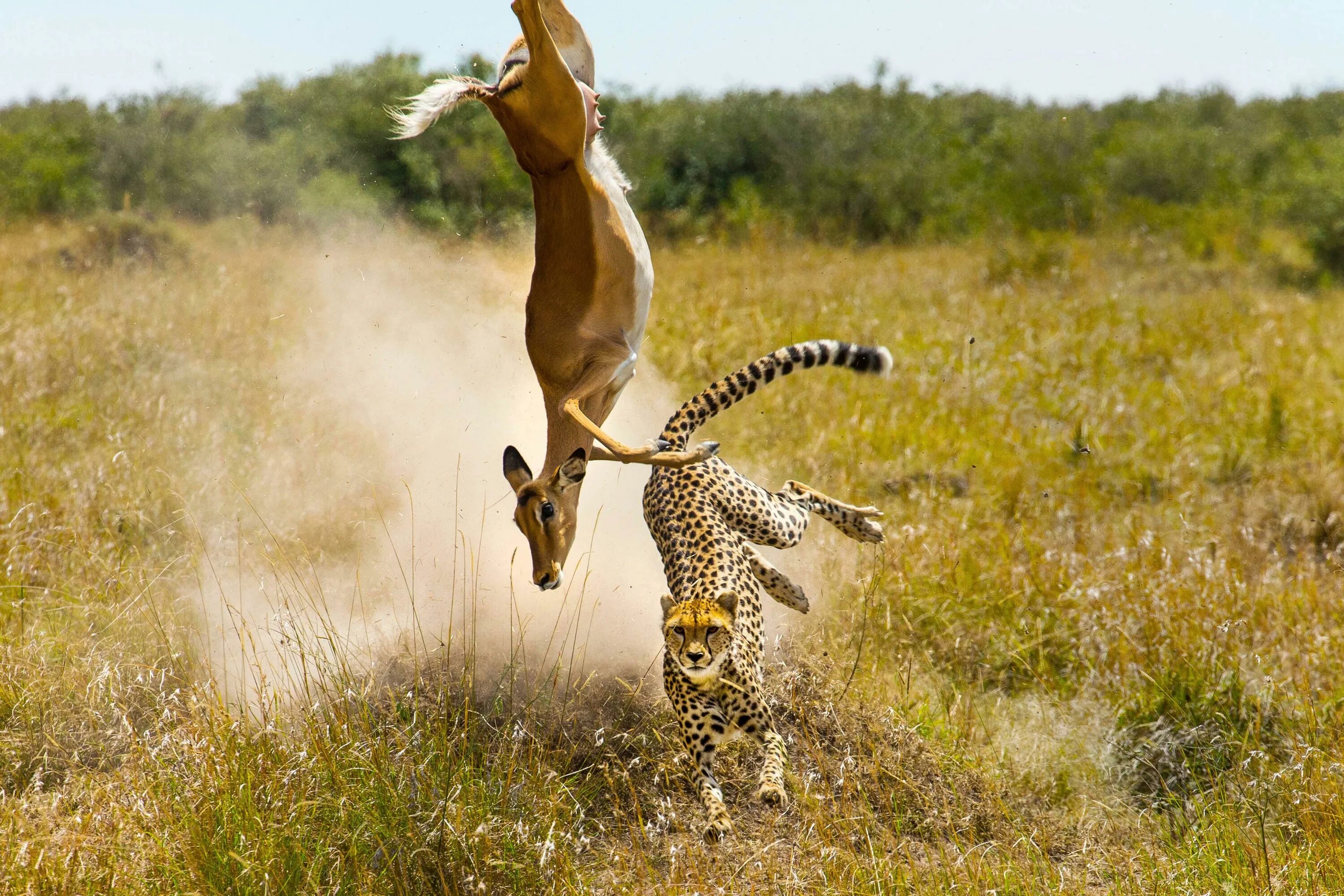 Леопард охотится на антилопу. Гепард охотится на антилопу. Гепард догоняет антилопу.