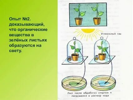 Проекты по биологии растения