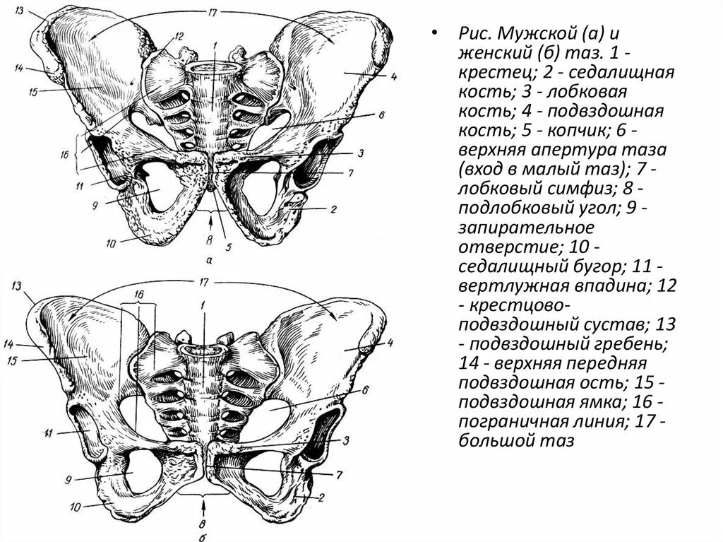 Верхняя Апертура таза Пограничная линия. Терминальная линия таза. Лобковая кость Пограничная линия. Подвздошная кость анатомия.