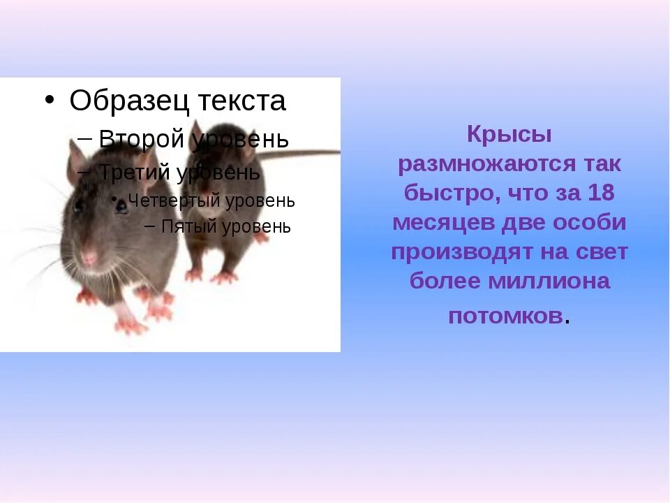 Какой код в крысе