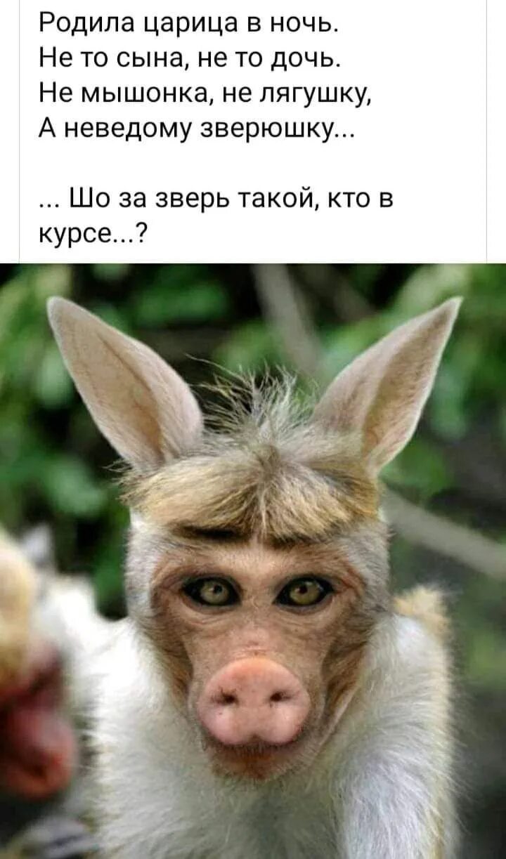 Какое самое глупое животное. Необычные животные. странные звери. самое смешное животное. дебильные животные.