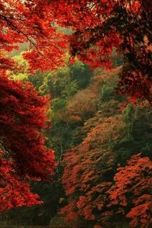 Xiaomi forest