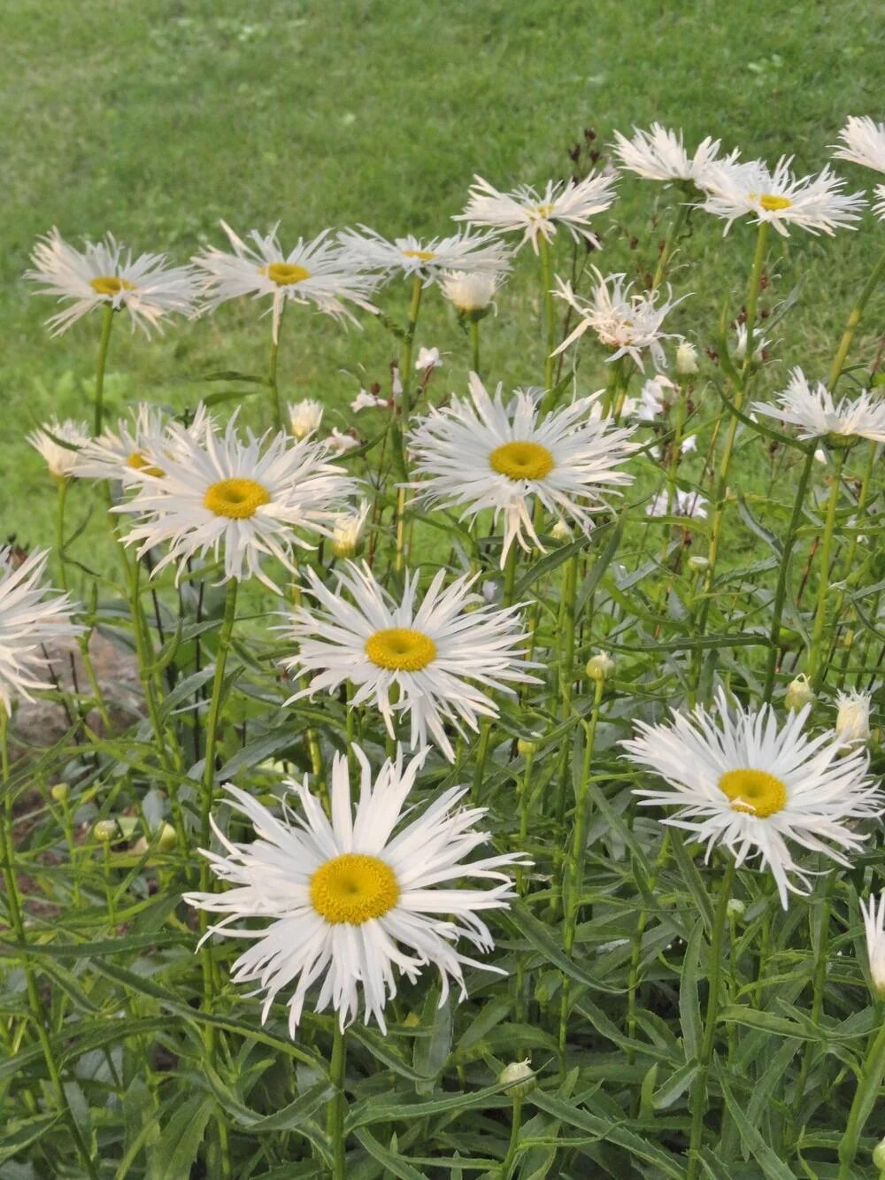 Leucanthemum 'Belgian Lace' TERRA NOVA ® Nurseries, Inc.