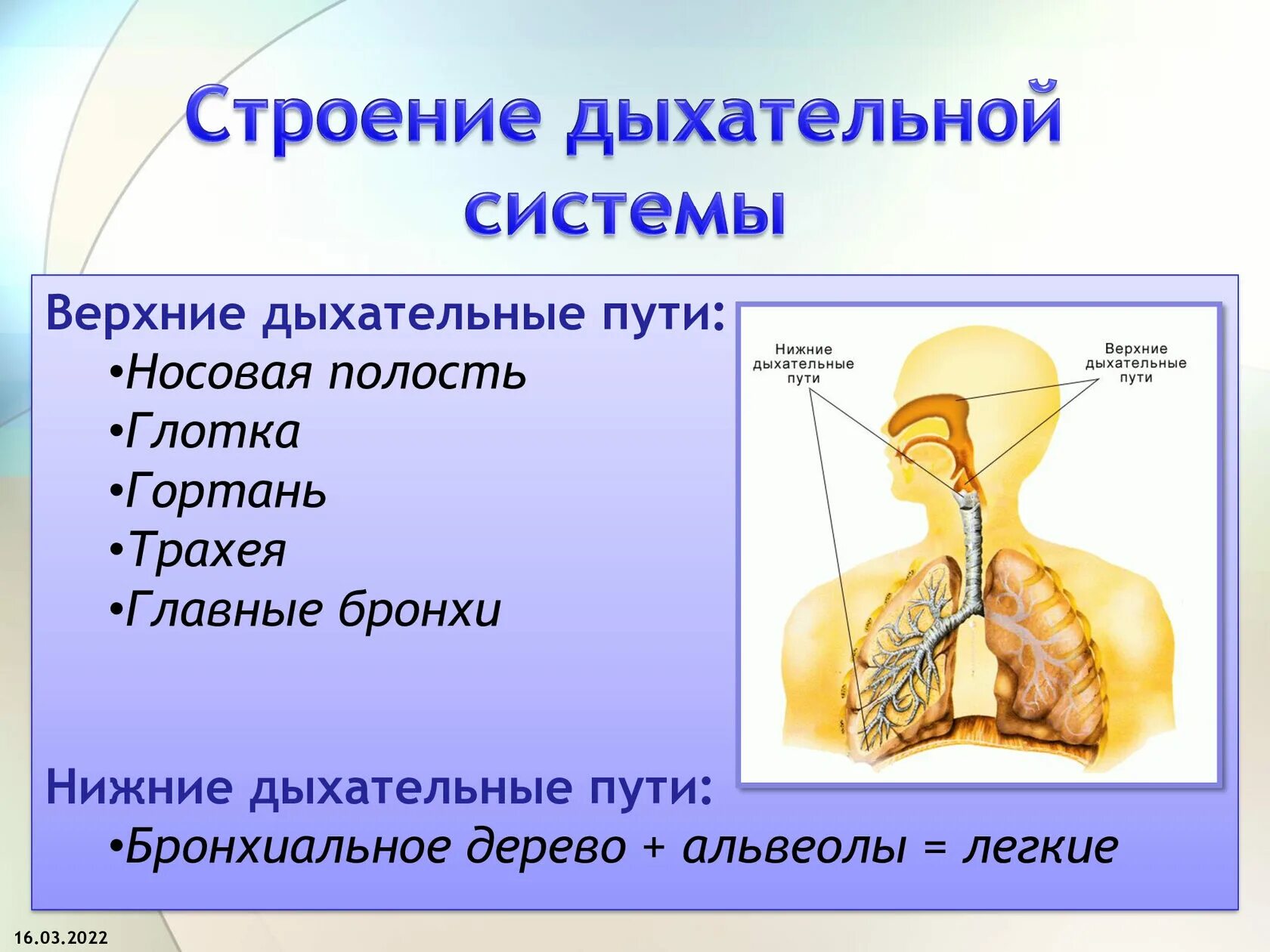 Каковы функции дыхания. Система дыхательных путей схема. Дыхательные пути строение анатомия. Схема строения верхних дыхательных путей. Схема строения верхний двхательных путей.