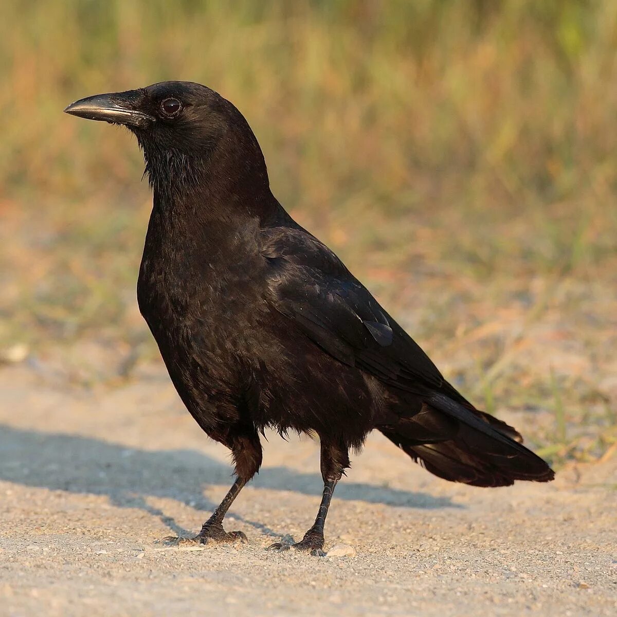 Corvus brachyrhynchos. Грач длинноклювый. Белобрюхий ворон. Ворона меланист. Где обитает ворона обыкновенная