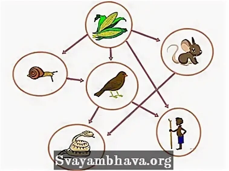 Bio web of conferences 2025. Bio web of conferences 2025