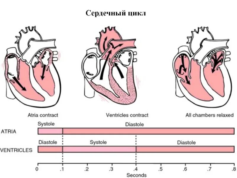 Тоны сердечного цикла. Сердечный цикл фаза асинхронного сокращения. фазы сердечного цикла систола и диастола. сердечный цикл состоит из. сердечный цикл анатомия.