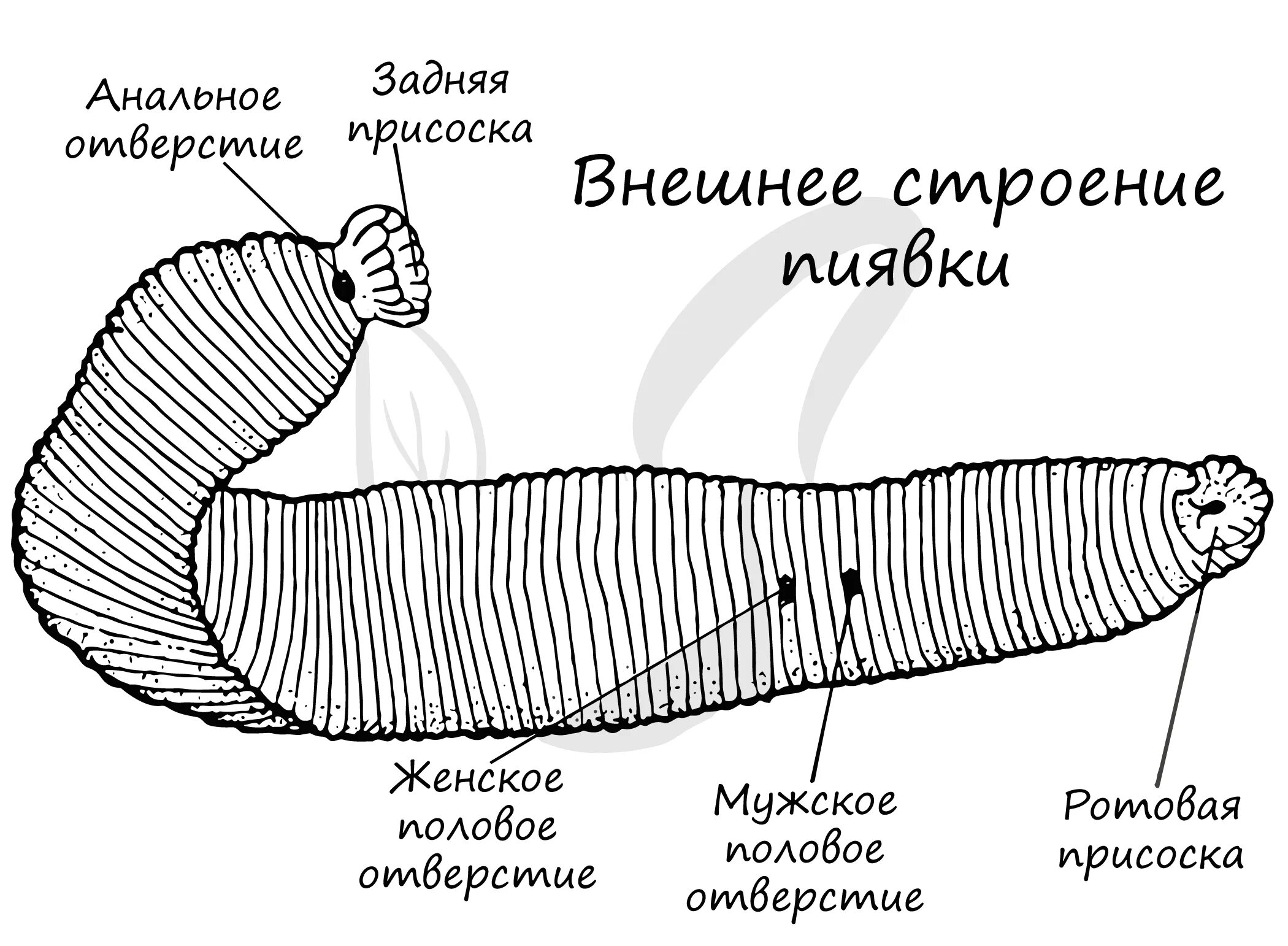 Строение кольчатых червей пиявки. Внешнее строение медицинской пиявки. Внешнее строение пиявки. Конская пиявка органы выделения. Строение медицинской пиявки рисунок.