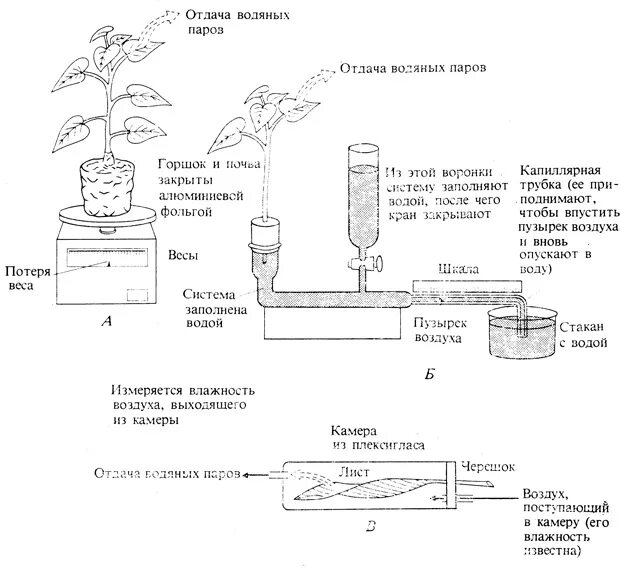 Из воздуха лист получает. Транспирация срезанных цветов. Транспирация это в биологии. Определение интенсивности транспирации весовым методом. Транспирация у растений.