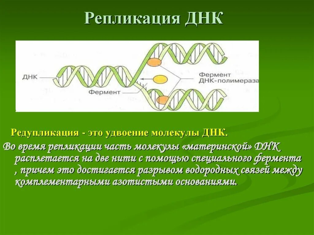 Биологии репликация ДНК схема. Репликация ДНК это биология 9 класс. Биология 10 класс репликация ДНК кратко. Механизм репликация молекулы ДНК. Репликация в биологии