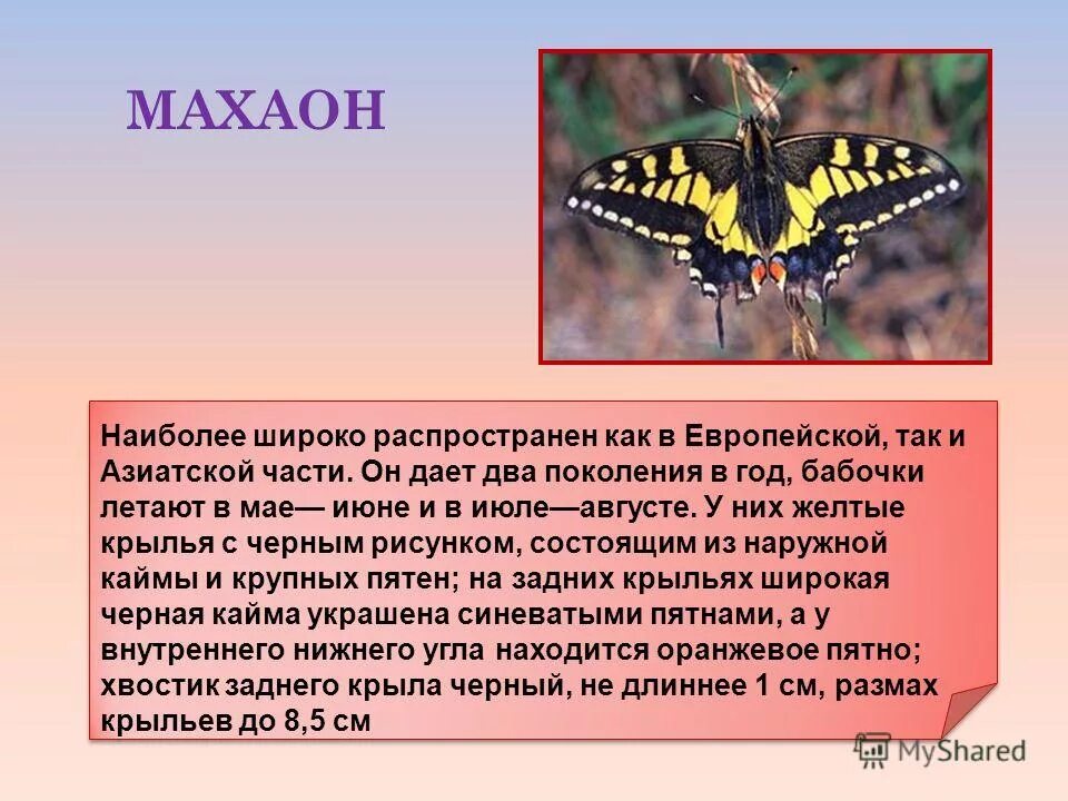 Бабочка Махаон кратко для детей. Бабочка Махаон рассказ для 2. Бабочка Махаон рассказ о ней. Сведения о бабочке Махаон. Текст описания бабочки