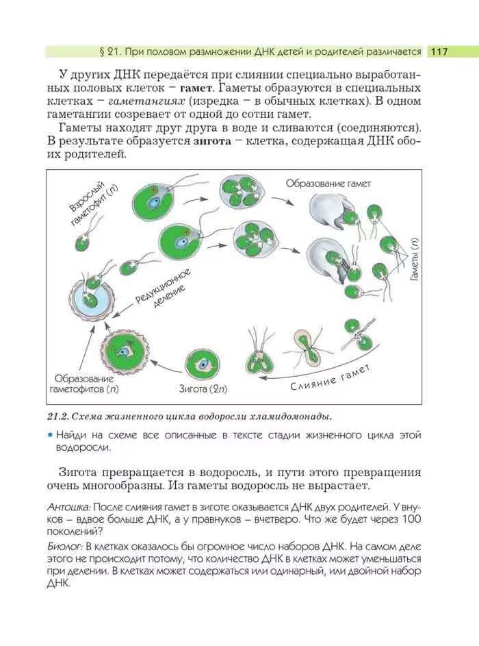 Жизненный цикл какой водоросли. Жизненный цикл водоросли егэ биология. жизненный цикл водорослей таблица.