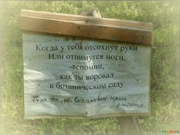 Смешные высказывания про крыс. Как называется когда воруют. Что такое триптомания. Д. Почему дети воруют.