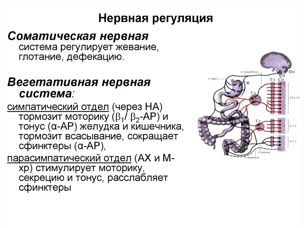 Нервная регуляция вегетативной системы функции. Регуляция моторики желудка физиология схема. Нервная регуляция функций ЖКТ. Физиология регуляция моторика желудочно кишечного тракта. Регуляторные механизмы нервной системы.