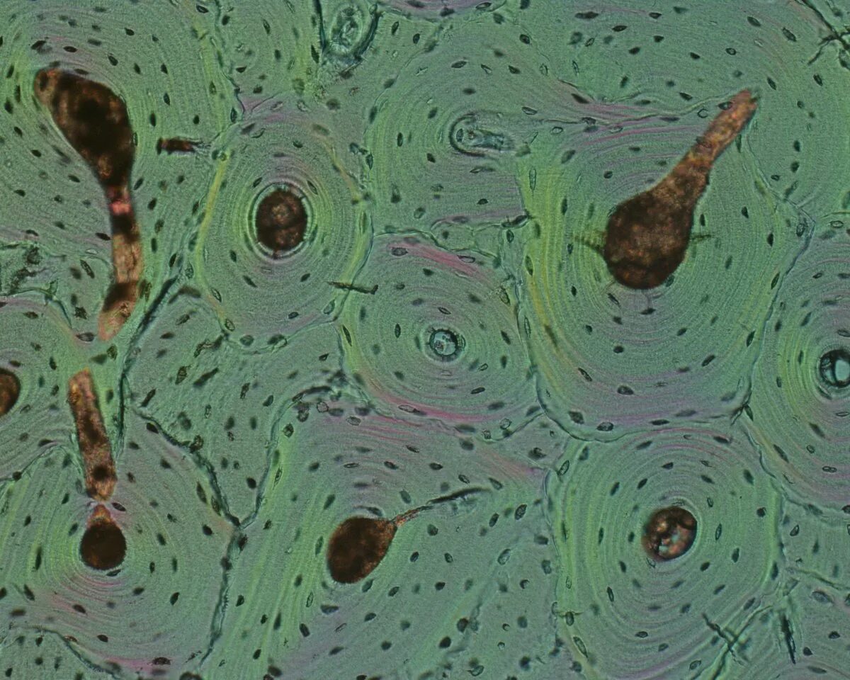 Микромир бактерии. Ооцистис водоросль микроскоп. Микроскопические исследования живых организмов. Микроскопические исследования живых организмов. Живая клетка под микроскопом.