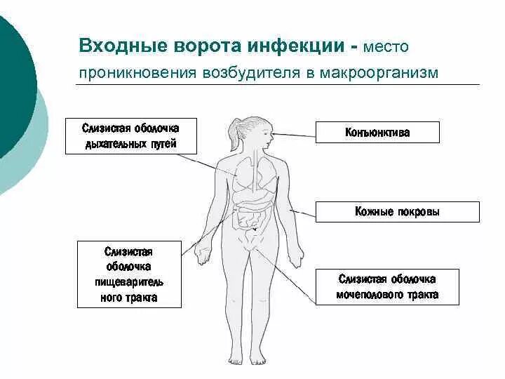 Заболевания наружных покровов. Входные ворота инфекции. Инфекции наружных покровов заболевания. Входные ворота инфекции микробиология. Входными воротами инфекции являются.