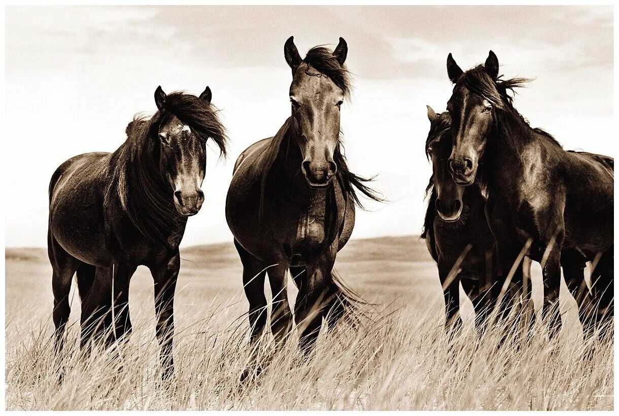 Wild horse islands the hunt. Дикие лошади острова Сейбл. Остров Сейбл лошади. Табун вороных лошадей. Мир лошадей.