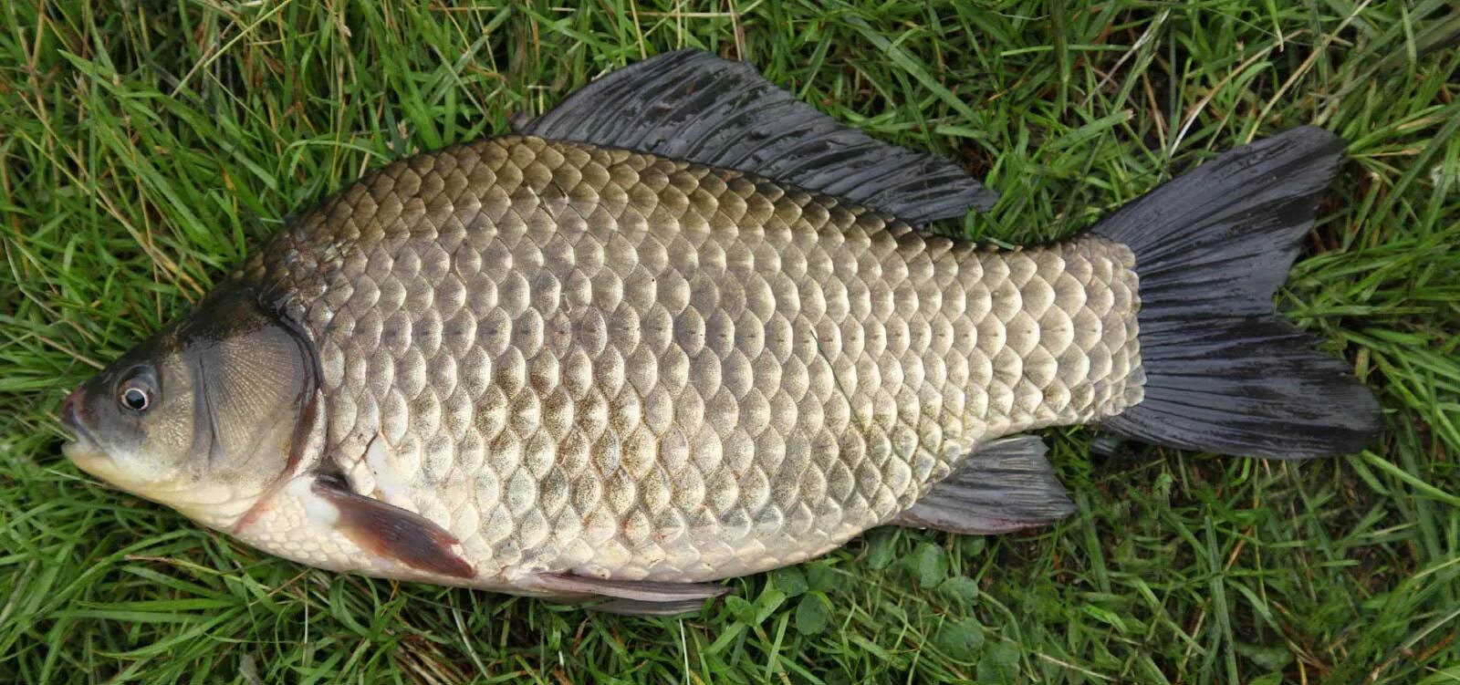 Карась обыкновенный Carassius Carassius. Серебряный карась (Carassius gibelio). Карась Озерный. Карась Речной.