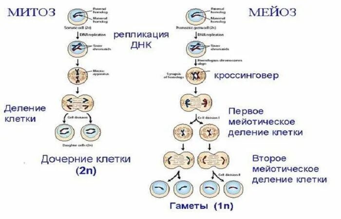 Какие признаки характеризуют мейоз выберите. Деление клетки мейоз схема. Деление клетки митоз и мейоз таблица с фазами. Митоз и мейоз стадии деления. Фазы деления клетки митоз таблица.