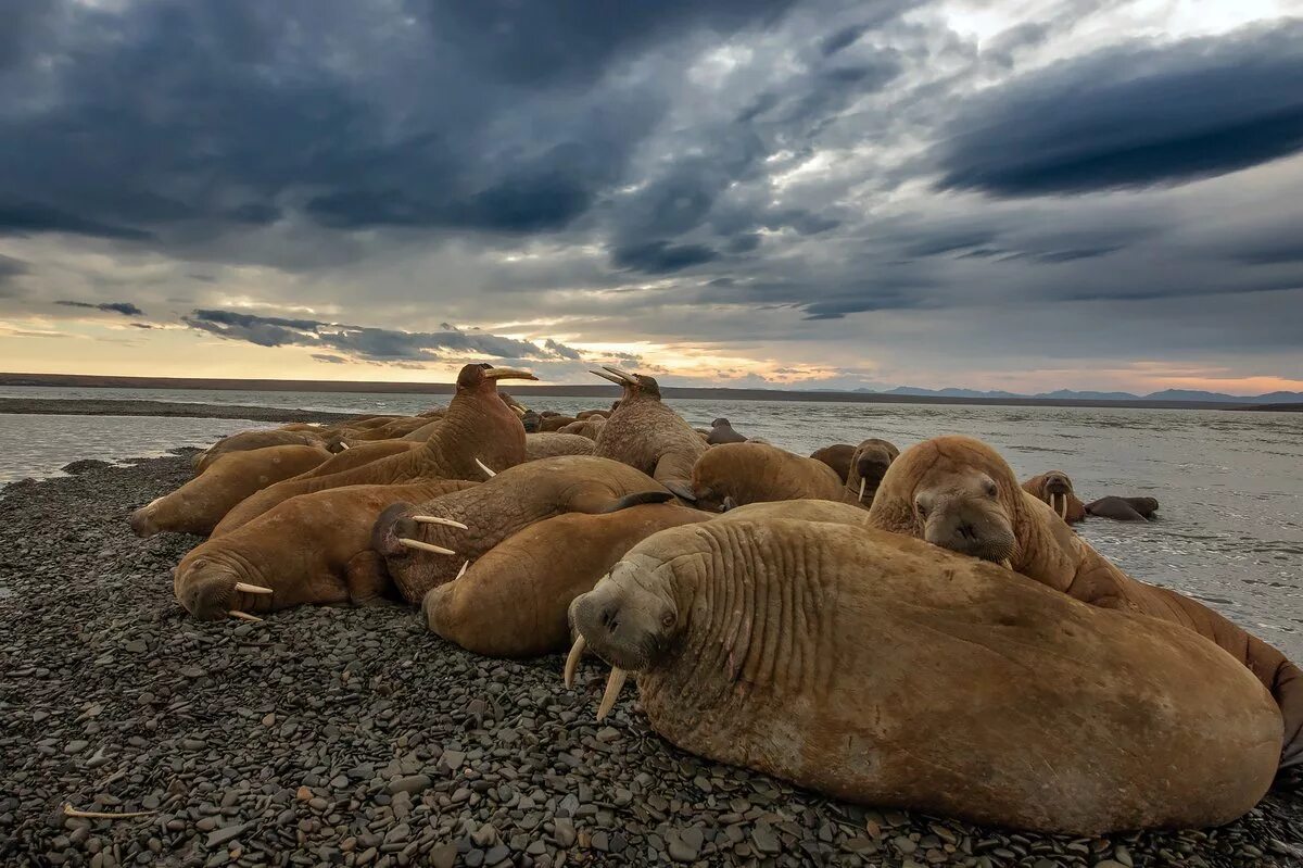 Лежбище моржей на острове Врангеля. Остров Врангеля. Моржовые лежбища острова Врангеля. Тюлени на острове Врангеля.