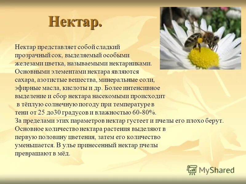 Запах нектара