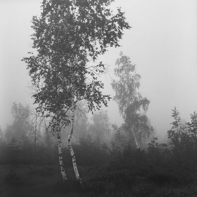 Грустные березы. Береза. Белая береза. Берёза чёрно белая.