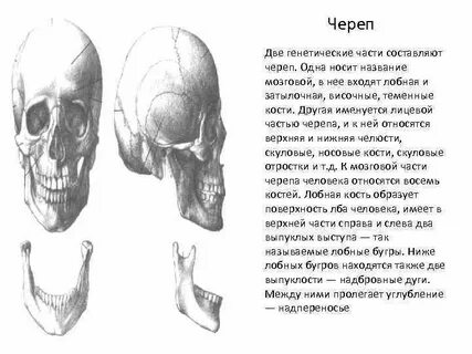 Череп носить