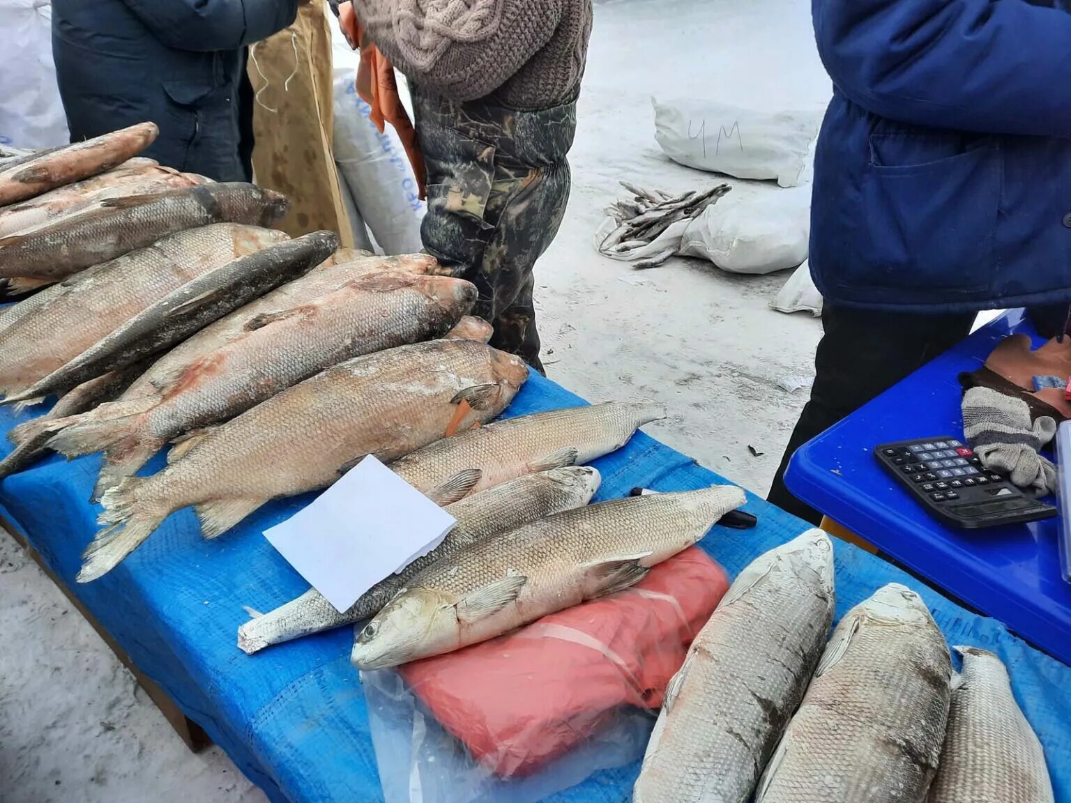 Якут рыба. Рыбы Якутии. Якутская рыба. Рыбный промысел в Якутии. Якутская рыба названия.