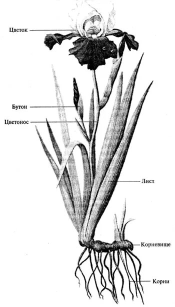 корневище ириса части. касатик аировидный корневища. семейство iridaceae - касатиковые. корневище ириса рисунок. строение корневища ириса рисунок.