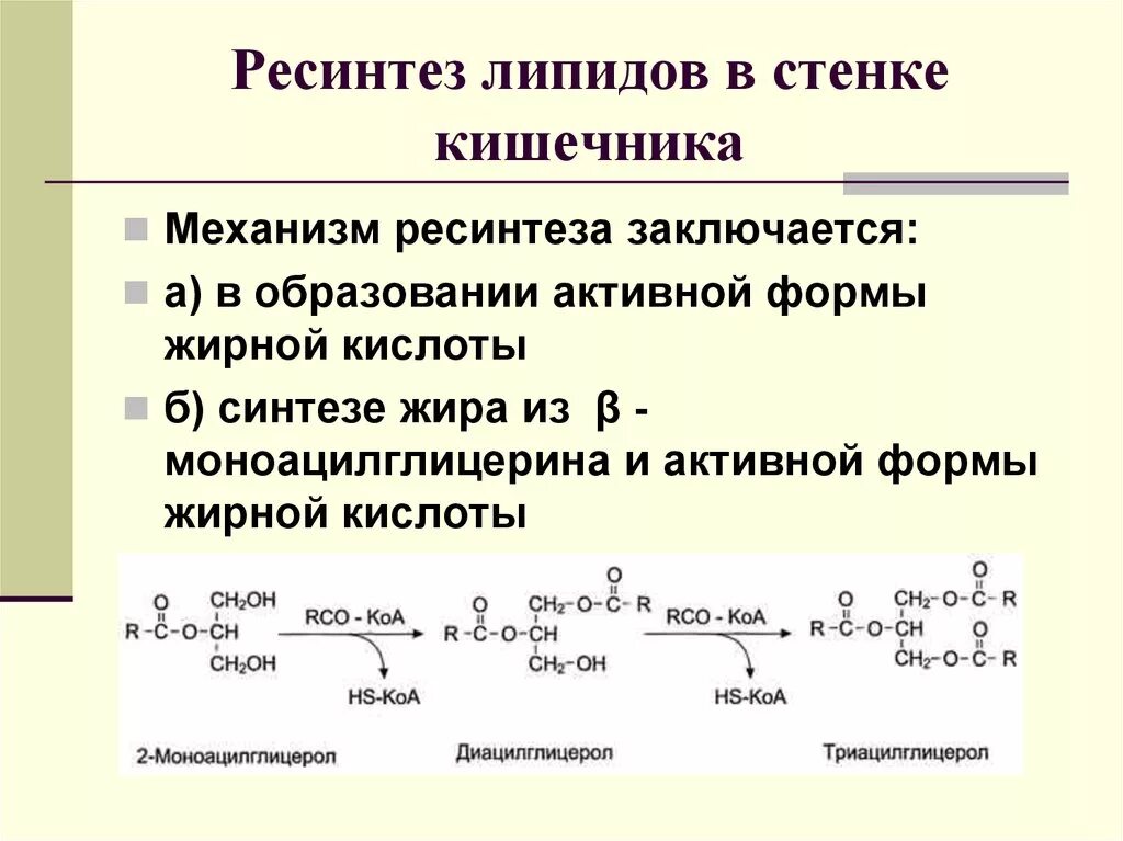 Синтез жиров в кишечнике