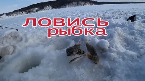 Изменчивое рыбалка на сахалине сегодня 2024 год