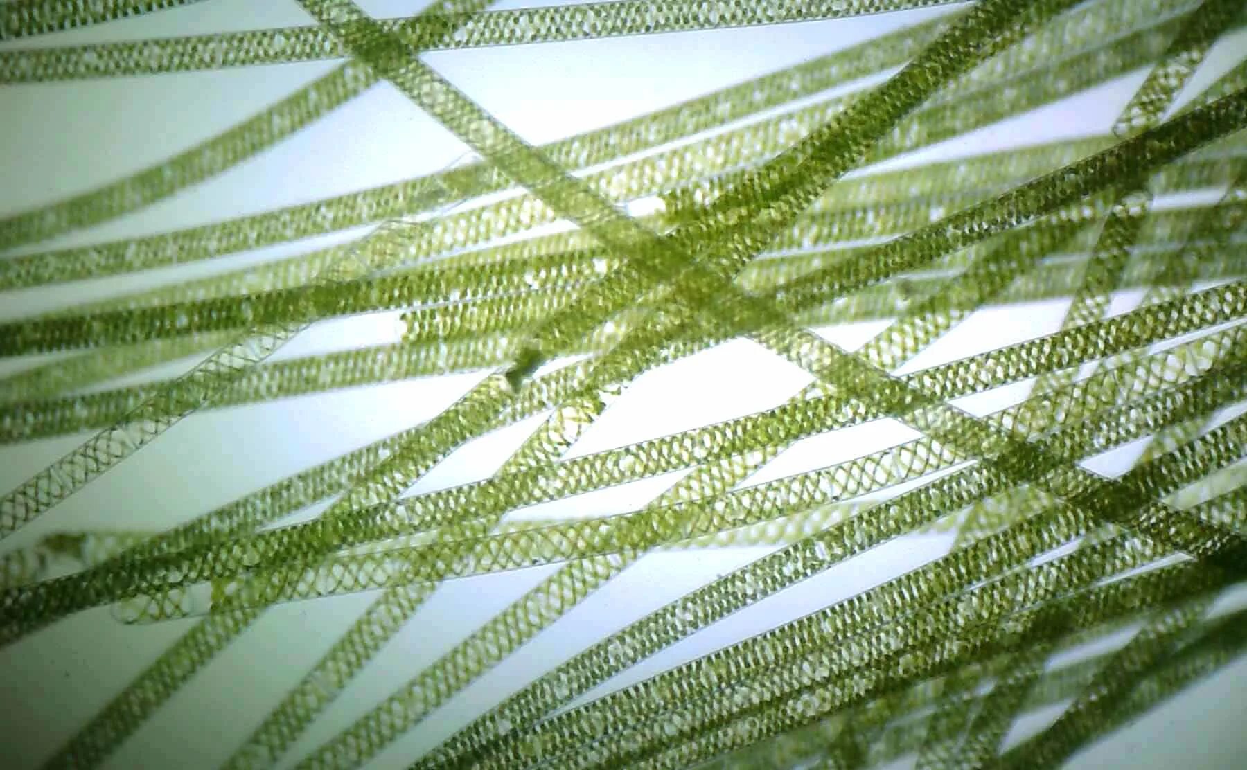 Водоросли дифференцированных клеток. Нитчатая водоросль спирогира. Многоклеточная нитчатая зелёная водоросль спирогира. Водоросль спирогира под микроскопом. Многоклеточные зеленые водоросли спирогира.
