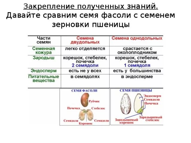 Тест биология 7 класс однодольные. Сравнение семени фасоли и пшеницы. Признаки сравнения фасоли. Семя пшеницы и семя фасоли сходства и различия. Таблица 6 строение семян.