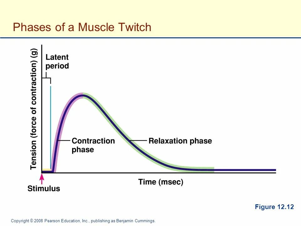 Phases of muscle contractions. Latent period. Plateau of latent potential. Refractory period Physiology muscle.