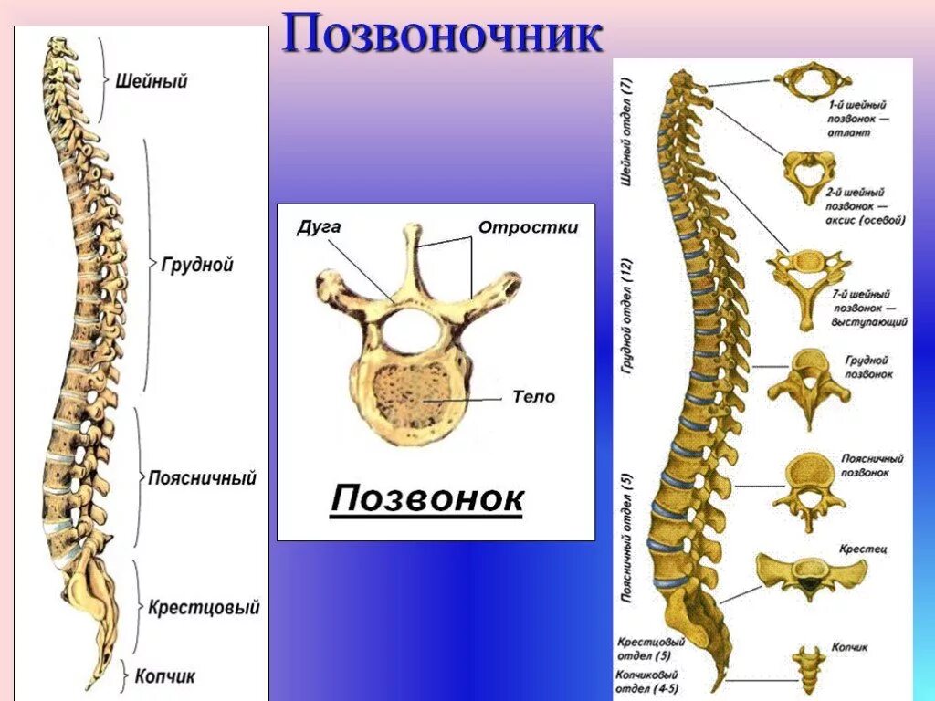 Позвоночный столб анатомия строение. Позвоночный столб и строение позвонка. Кости позвонка человека анатомия. Строение скелета позвоночника. Изгибы костей