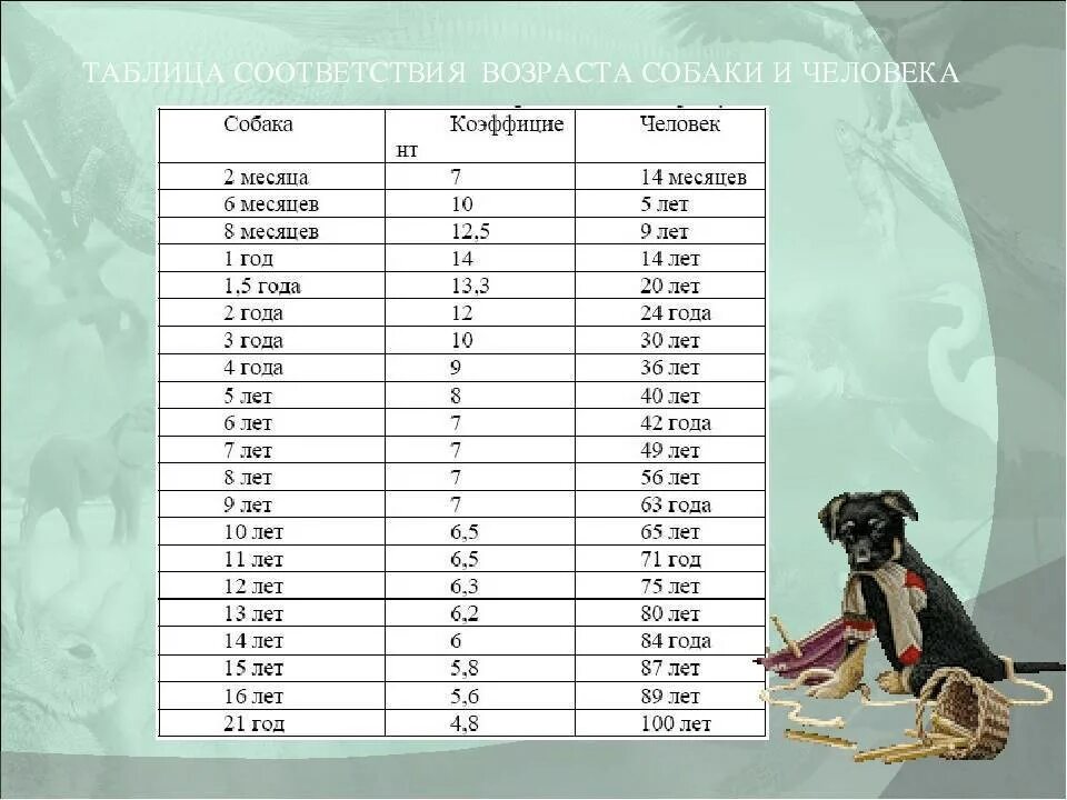 Собака по человеческому возрасту. Возраст собаки по человеческим меркам таблица. Собачий Возраст по человеческим меркам таблица. Собачий Возраст на человеческий таблица. Таблица возраста собаки и человека.