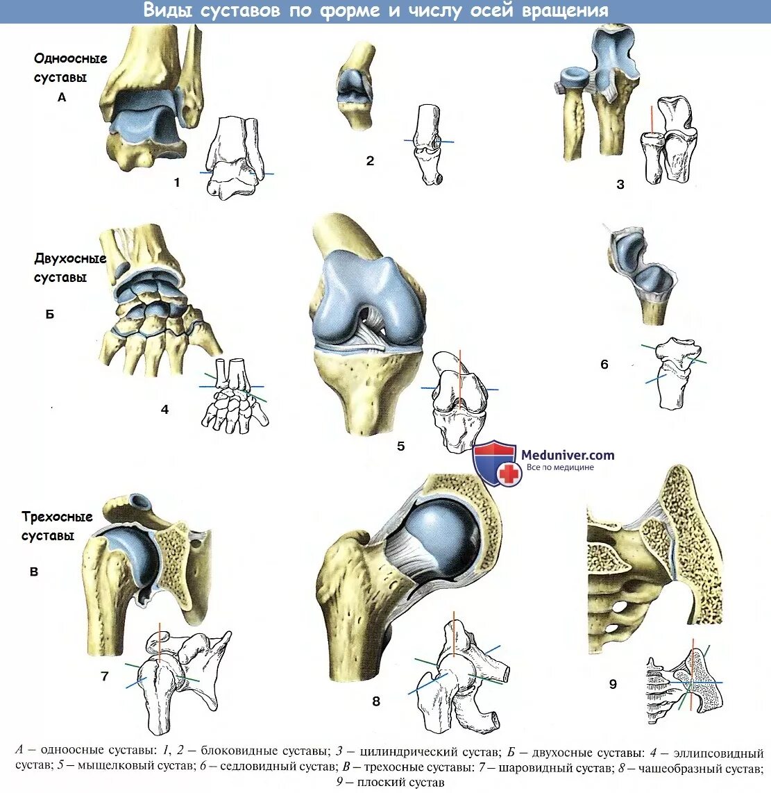Названия суставов человека. Суставы одноосные двухосные трехосные. Типы суставов человека анатомия. Суставы по форме суставных поверхностей. Классификация суставов цилиндрический.