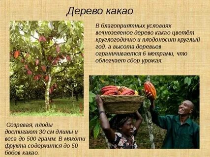 Откуда какао