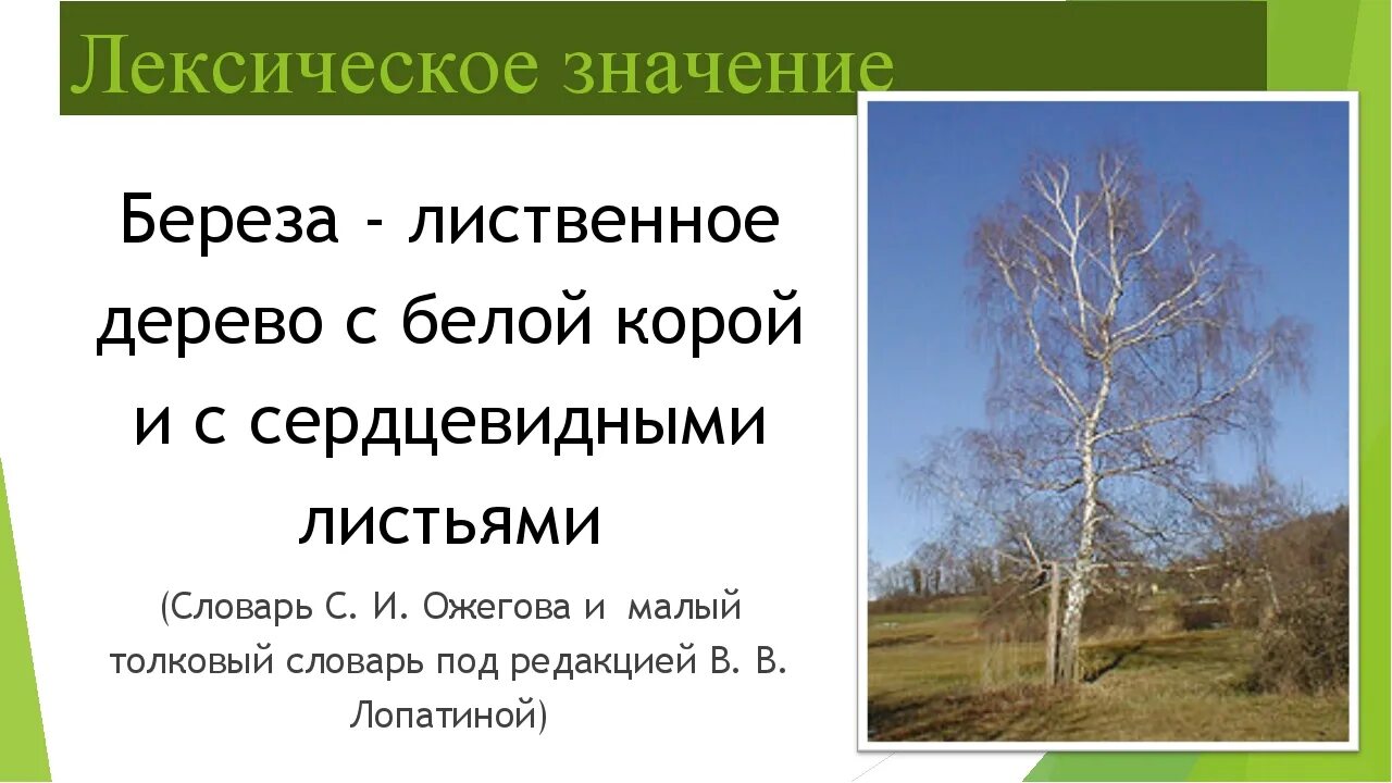 Относящийся к природе лексическое значение. Береза лексическое значение. Лексическое значение слово Бережа. Значение слова береза 2 класс. Лиственные деревья береза.