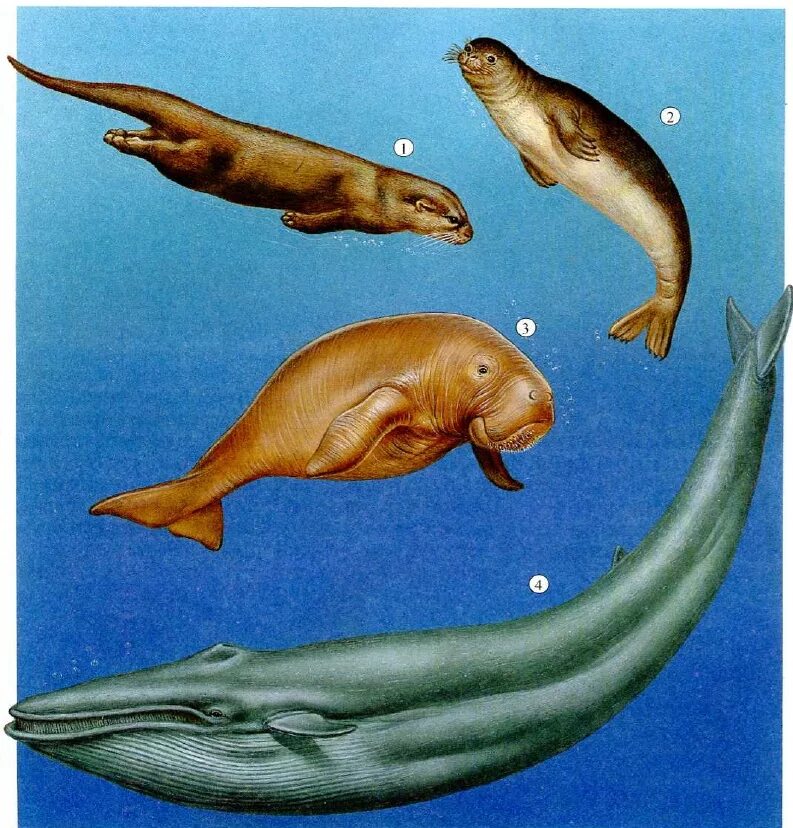 Развитие морских животных