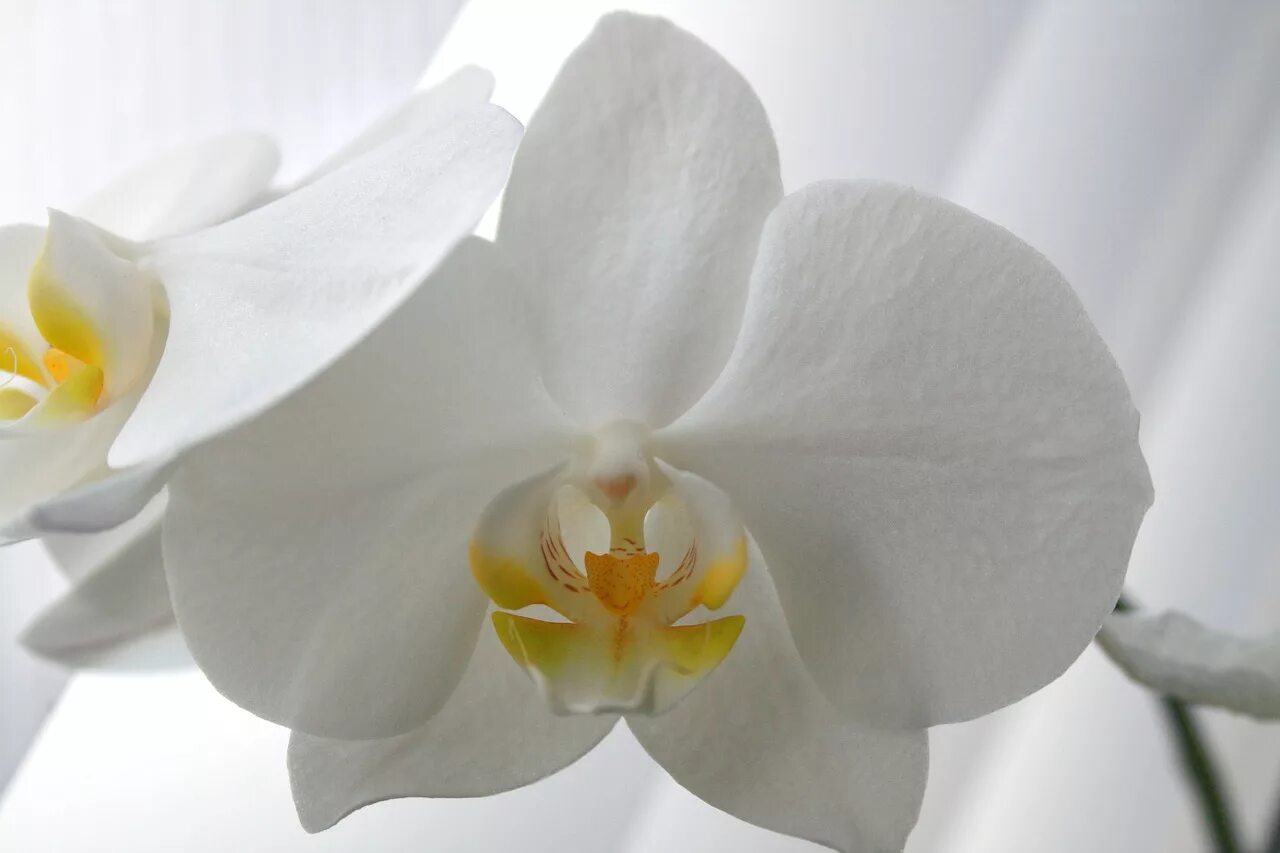 Goodly Orchid Flower White free image download