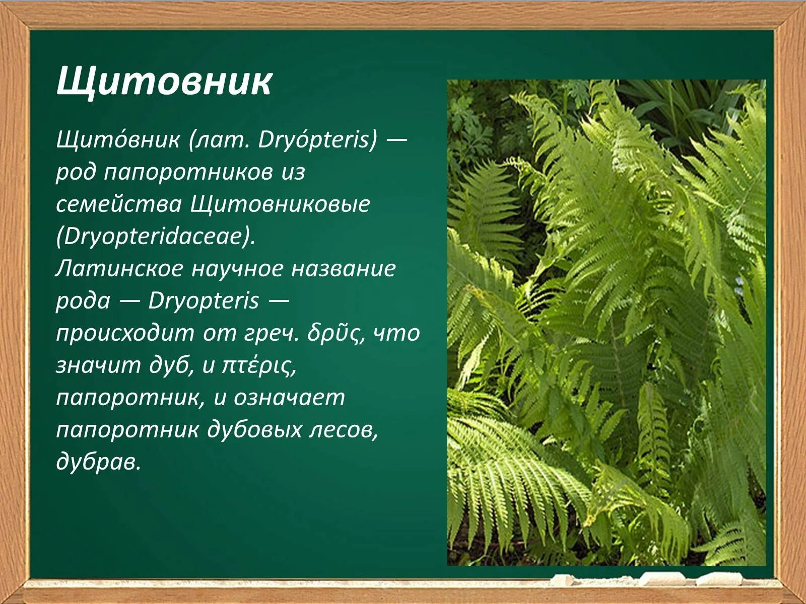 Произошли от древних папоротникообразных. Папоротник щитовник аптечный. папоротники 6 класс биология. папоротник щитовник презентация. название древних папоротников.