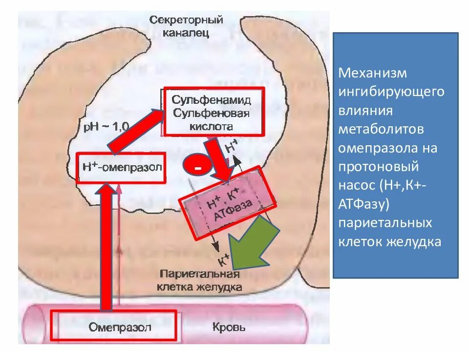 Антральный отдел желудка. Желудочная помпа. Желудочная помпа. Протонная помпа желудка схема. Механизм ингибирования протонной помпы.