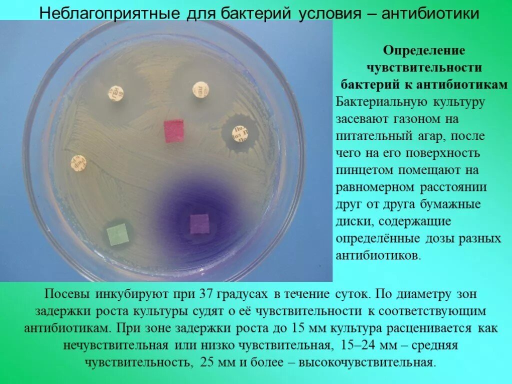 В опыте экспериментатор добавил культуру бактерий. Бактерии по чувствительности к антибиотикам. неблагоприятные условия для бактерий. опыты с бактериями. условия роста бактерий.