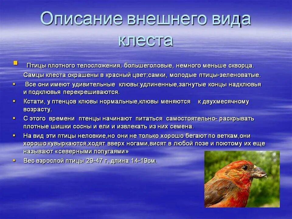 Клест описание. Клёст птица описание. Внешний вид птицы Клест для детей. Клест внешний вид.